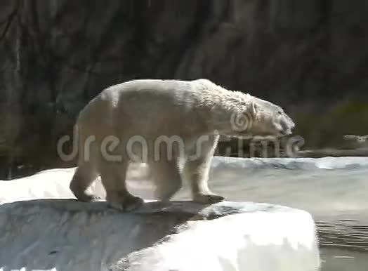 北极熊走路视频的预览图