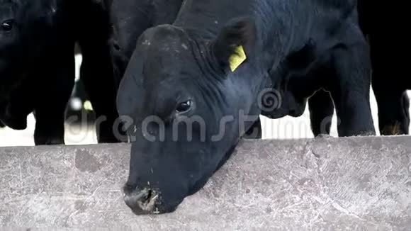 特写镜头年轻的黑公牛苍蝇飞来飞去排牛大黑纯种种公牛吃干草农业视频的预览图