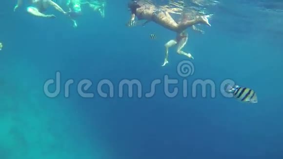人们在蓝色的海面上游过巨大的珊瑚视频的预览图