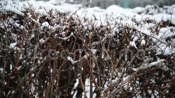 冬天在暴风雪中灌木丛视频的预览图