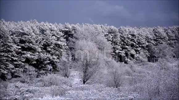 2015年11月12日在德国勃兰登堡举行的第一场雪视频的预览图