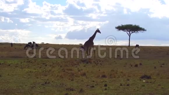 非洲热带草原上的长颈鹿和羚羊视频的预览图