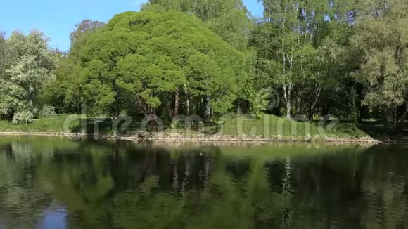 明亮的绿树倒映在镜湖里去哪都行背景视频的预览图