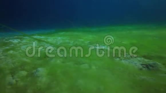 红海深海沙底的绿藻视频的预览图
