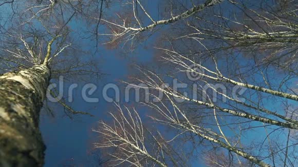 高大的树在蓝天上盘旋从下面看天气晴朗视频的预览图