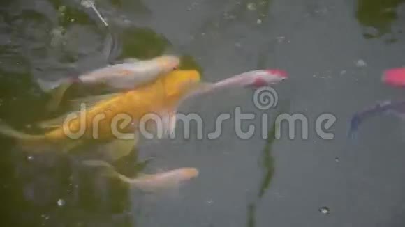 一群五颜六色的鱼在池塘里游泳从顶部观看视频的预览图