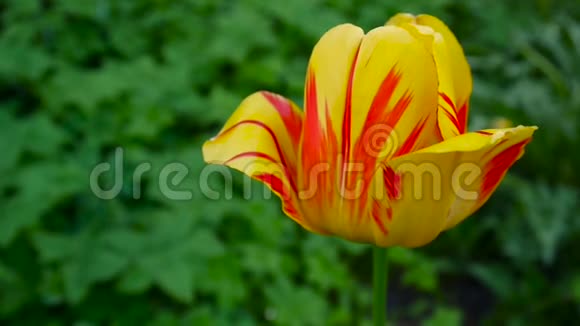 一朵红黄色的郁金香花随风摇曳静态摄像机高清镜头郁金香视频的预览图