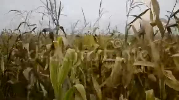秋天走过玉米地在harvset时间拍摄的玉米田中镜头视频的预览图