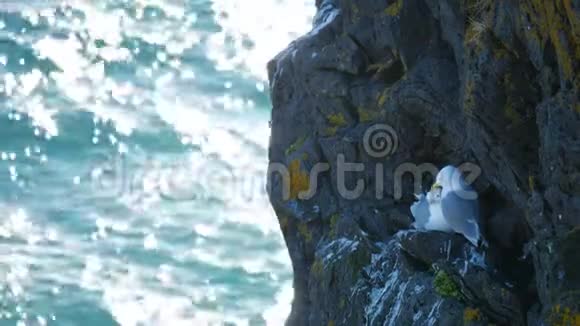 鸟鸥巢海洋视频的预览图