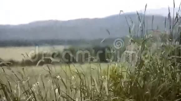 草甸草在斯洛伐克风把草叶吹在田野上背景是山视频的预览图