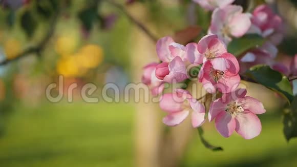 绿油油的苹果树在绿草的背景上开着鲜艳的粉红色的花视频的预览图
