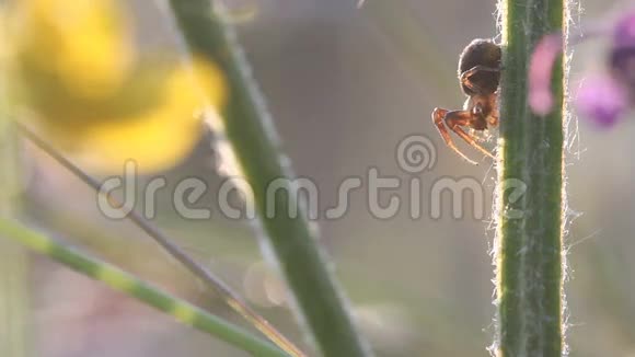 清晨阳光下的蟹蛛在植物上视频的预览图
