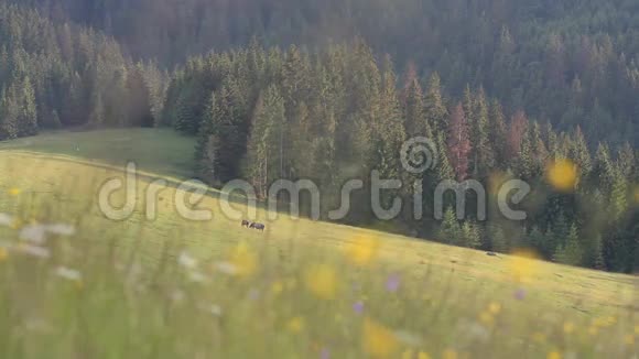 山上有五颜六色的前景和森林的马视频的预览图