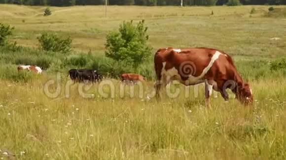 牛在草地上嚼草视频的预览图