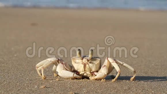 海滩上的鬼蟹视频的预览图
