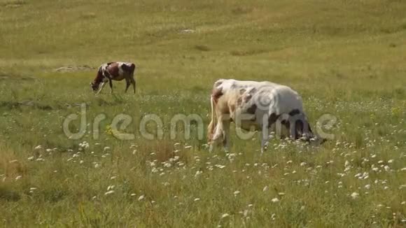 草地上的奶牛咀嚼青草视频的预览图