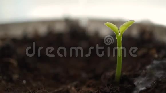 小芽苗浇水宏观慢动作视频的预览图