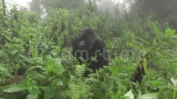 银背山大猩猩接近游客放大视频的预览图