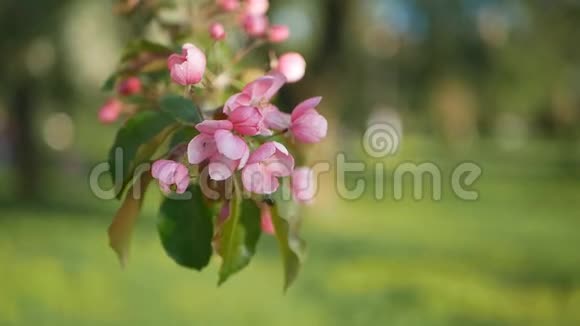 绿油油的苹果树在绿草的背景上开着鲜艳的粉红色的花视频的预览图