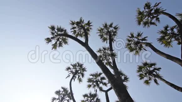 棕榈树的叶子在空中移动视频的预览图