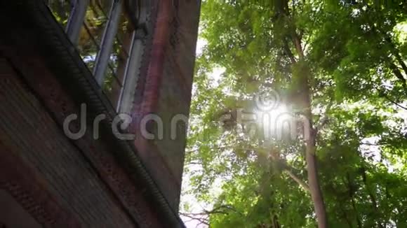 春天温暖的阳光透过高大山毛榉树的树冠照耀着视频的预览图