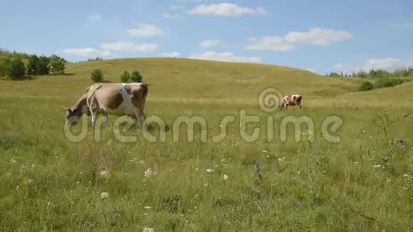 草地上的奶牛咀嚼青草视频的预览图