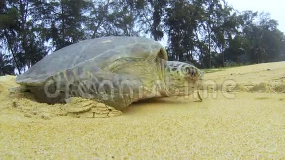 绿海龟爬行视频的预览图