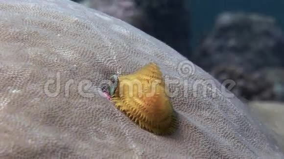 马尔代夫海底珊瑚上的海虫视频的预览图