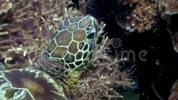 菲律宾海洋水下珊瑚背景下的头海龟视频的预览图