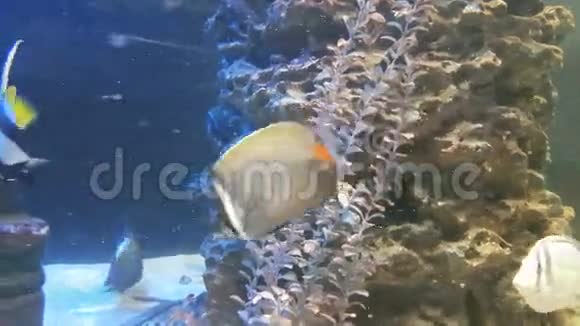 装饰海洋水族馆的蝴蝶鱼视频的预览图