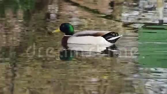 马拉德鸭子游到终点视频的预览图