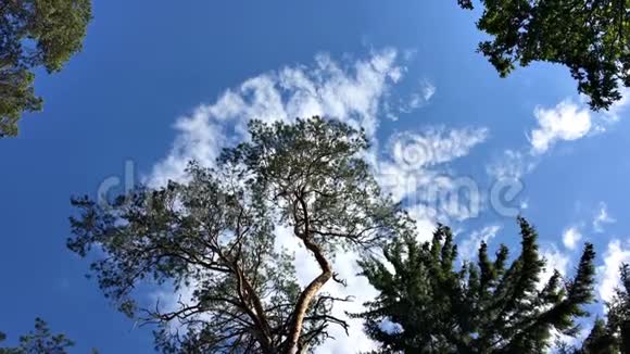 高针叶树逆天比亚洛维萨森林视频的预览图