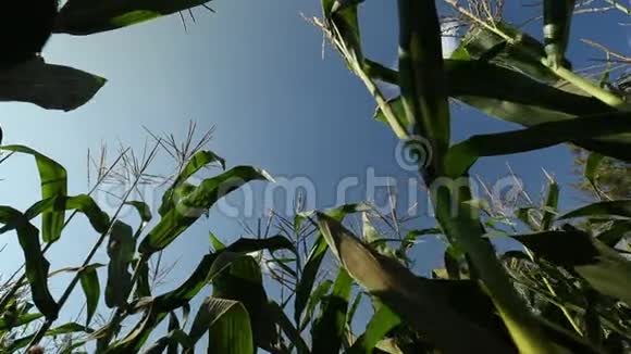 绿色的玉米田视频的预览图