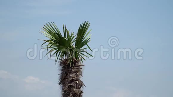 棕榈树的顶端顶着云彩视频的预览图