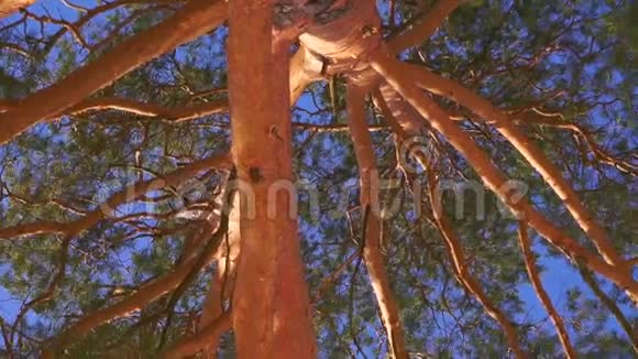 垂直平底锅放大绿色松枝和蓝天的镜头视频的预览图