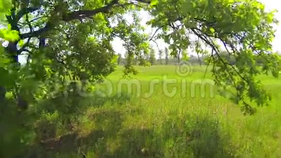 一棵绿色的大树斯坦迪卡姆视频的预览图