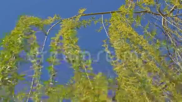 抬头望着柳树的顶端在蔚蓝的天空下视频的预览图