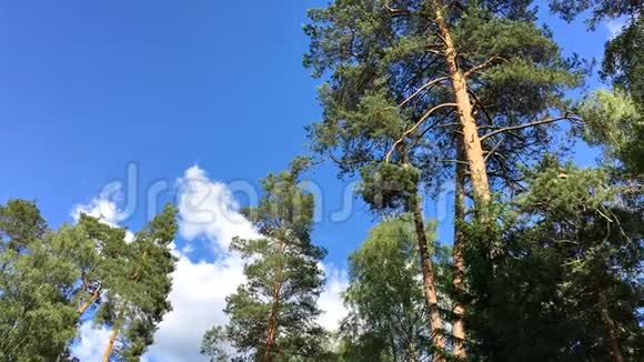 高针叶树逆天比亚洛维萨森林视频的预览图