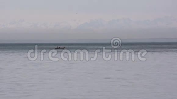 在白雪皑皑的群山背景下船在海豚和海鸥的潜水群附近漂流视频的预览图