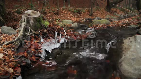 秋天森林里的小溪视频的预览图