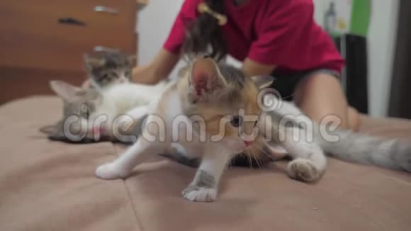猫舔舔小猫的舌头播放慢动作视频猫妈妈和小猫躺在沙发上猫猫视频的预览图