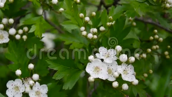 山楂花盛开摇曳生姿绿意盎然龙舌兰白花视频的预览图