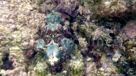 菲律宾野生动物海洋中的鱼石被隐藏在水下视频的预览图