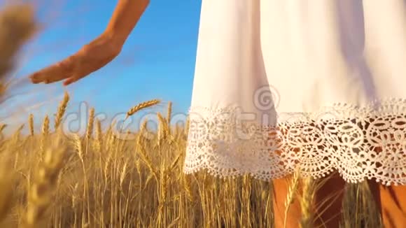 女孩的双手触摸成熟的麦穗慢动作特写视频的预览图