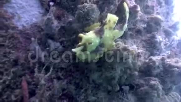 菲律宾野生动物海洋中的鱼石被隐藏在水下视频的预览图