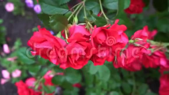 这些花是以拱门的形式生长的野玫瑰视频的预览图