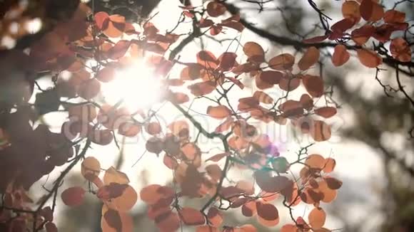 阳光穿过在风中摇曳的秋叶视频的预览图