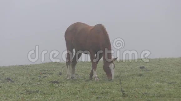 在草地上放牧的马在森林和雾的后面视频的预览图