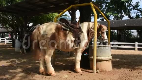 泰国Saraburi的动物农场里矮矮人马站在马厩里吃食物视频的预览图