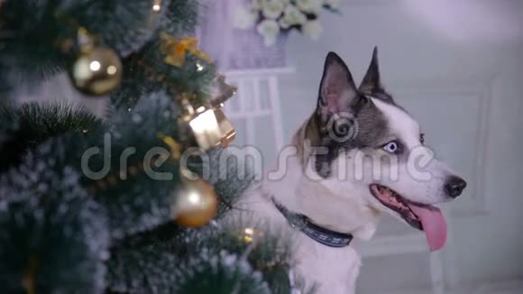 可爱的哈士奇狗靠近新年树守卫圣诞礼物快关门视频的预览图